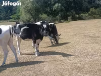 Sigir, Gollandiyalik zot — 5-rasm