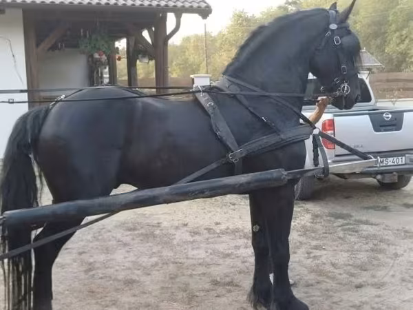 Koń, Friesian — Węgry