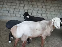 Ovan, Edilbay sheep — fotografija 4