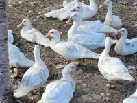 Geese — zdjęcie 3
