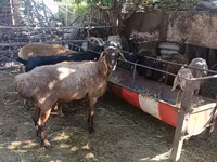 Ovelha, Rhon sheep — foto 2