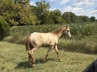 Pastuv, Kentucky mountain daddle horse — fotografija 3
