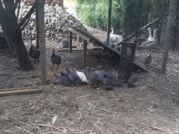 Guinea fowl