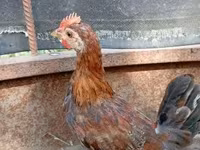 Chickens — foto 5