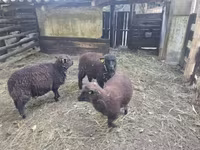 雌羊, Southdown sheep — 写真 2