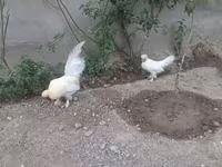 Японська бентамка — фото 2