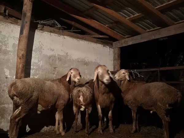Bélier, Moutons