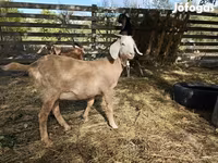 عنزة, Nubian Goat — الصورة 6