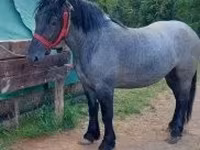 Kobyła, Polish Heavy — zdjęcie 3