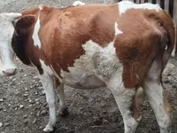 İnək, Simmental cattle — foto 1