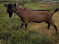 Ziegenbock, Nubian Goat — Foto 5
