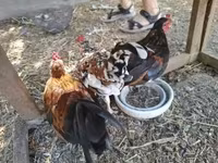 Japanisches Bantam — Foto 2