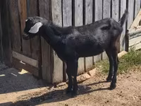 बकरा, Nubian Goat — फ़ोटो 3