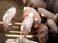 Cerdos (lote, sexo no especificado), Cerdos — foto 2