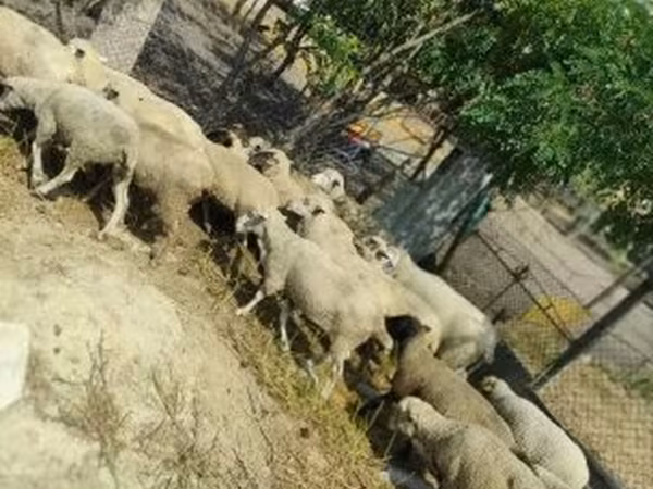 母羊, Sheep