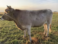 Sigir, Swiss cattle — 4-rasm