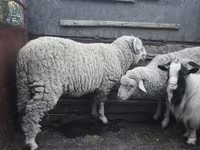 كبش, الأغنام — الصورة 2