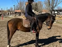 Caballo, Hungarian horse breed — foto 4