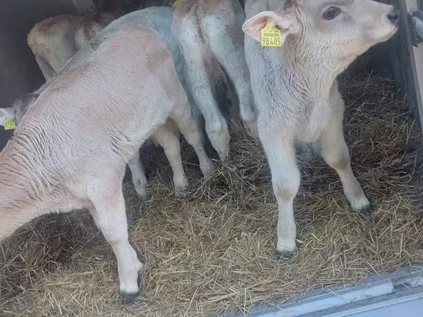 Buğa, Simmental cattle