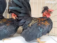 Chickens — fotografija 5