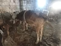 Cow, Simmental cattle — photo 1