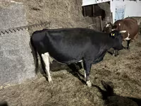 Krava, Russian Black pied cattle — fotografija 3