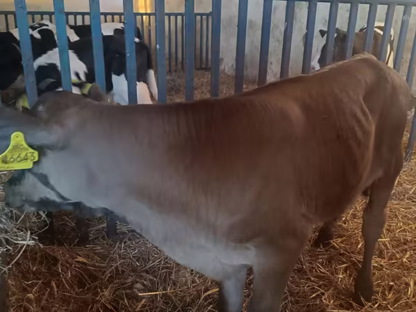ثور, Simmental cattle