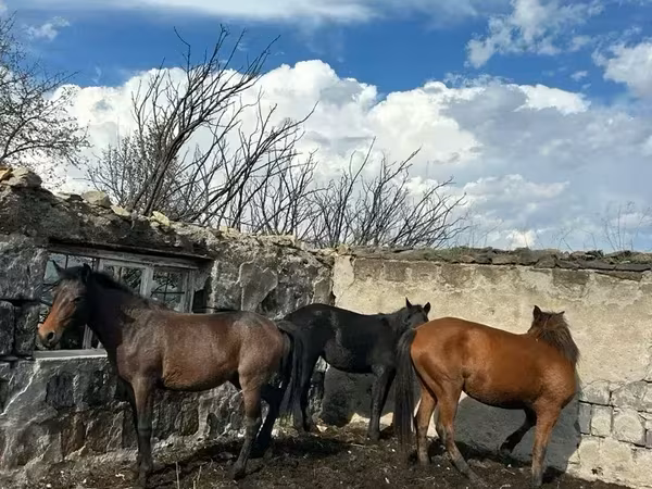 Madyan, Atlar