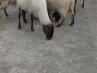 Owca, Tsigai sheep — zdjęcie 1