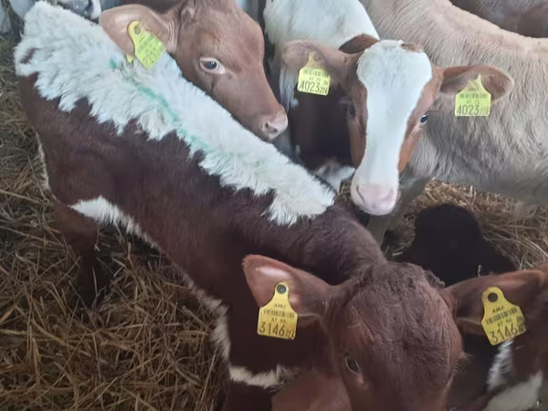 Bik, Simmental cattle