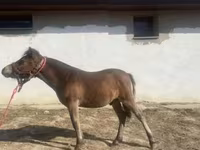 Koń, Konie — zdjęcie 2