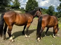 घोड़ी, Međimurje horse — फ़ोटो 4