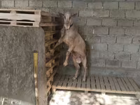 Cabras (lote, sexo não especificado), Cabras — foto 7