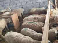 Brebis, Beulah Speckled face sheep — photo 8