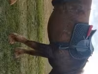 Horse (M), Horses — photo 2