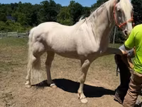 Pastuv, Kentucky mountain daddle horse — fotografija 1