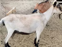 Ziege, Alpine goat — Foto 2