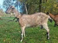 Koza, Alpine goat — fotografija 3