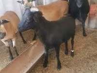 Billy Goat, Goats — photo 3