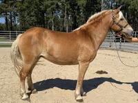 Kobila, Haflinger — fotografija 2