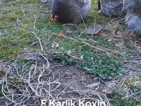Kočin — fotografija 1
