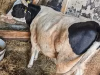 Krava, Russian Black pied cattle — fotografija 2