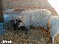 母羊, Racka sheep — 照片 3