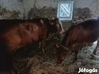 Bik, Simmental cattle — fotografija 1