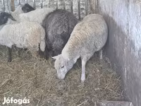 Schaf, Ile-de-France sheep — Foto 6