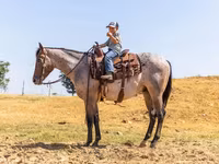 حصان, Quarter Horse — الصورة 4