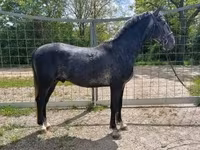公马, Lipizzaner — 照片 3