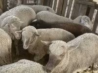 Qoʻy, Blackheaded Persian sheep — 7-rasm