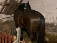 Hengst, Pferde — Foto 1