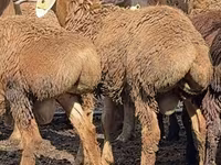 Ovan, Arashan sheep — fotografija 2